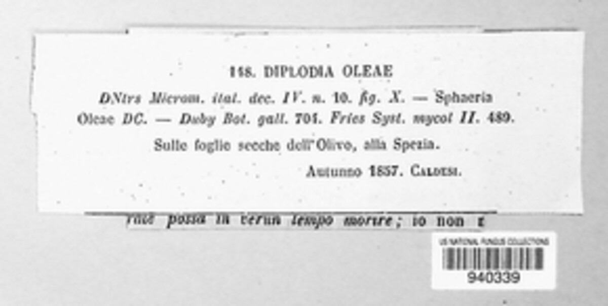 Diplodia oleae image